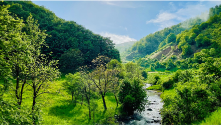 Nature Image